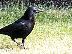 Northwestern Crow